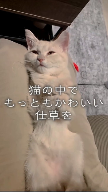 もっともかわいいしぐさを
