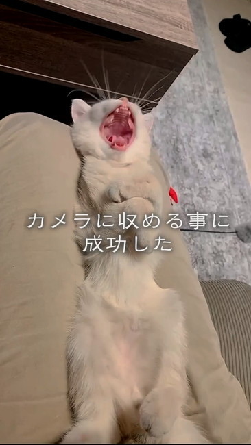 あくび