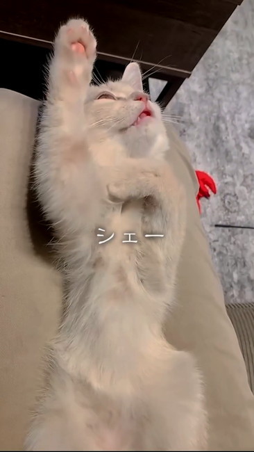 シェー