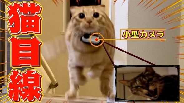 悪さばかりする猫に小型カメラを付けた結果