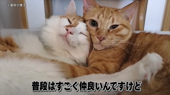 悪さばかりする猫に小型カメラを付けた結果