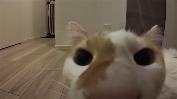 悪さばかりする猫に小型カメラを付けた結果