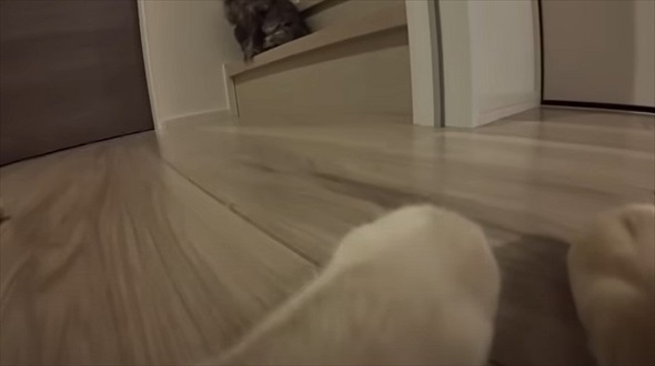 悪さばかりする猫に小型カメラを付けた結果