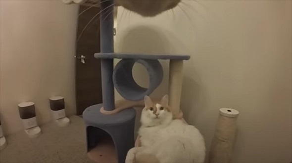 悪さばかりする猫に小型カメラを付けた結果