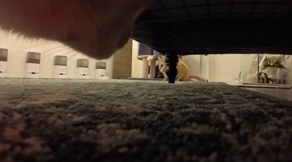 悪さばかりする猫に小型カメラを付けた結果