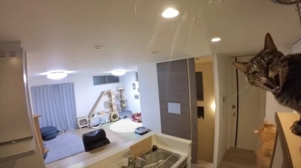 悪さばかりする猫に小型カメラを付けた結果