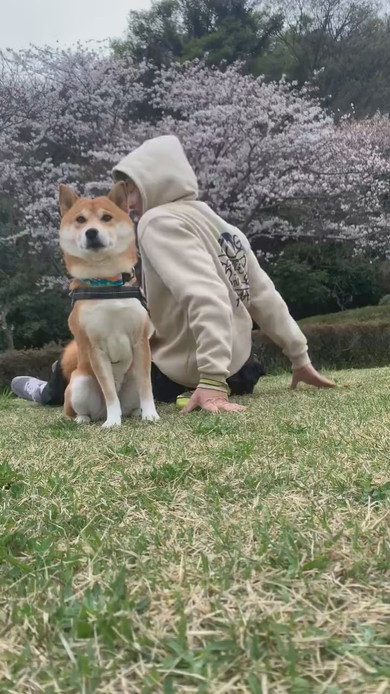 犬