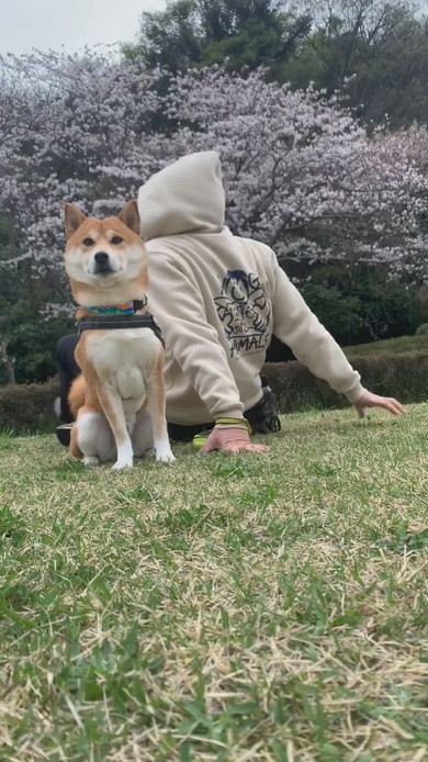 花見に来て桜に背を向けてじっとしている柴ワンコ
