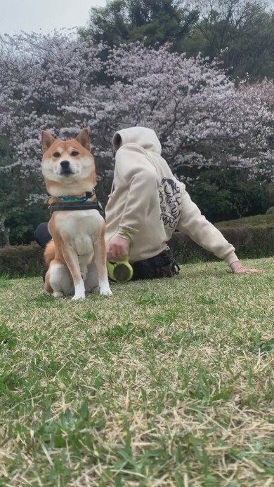 花見に来て桜に背を向けてじっとしている柴ワンコ