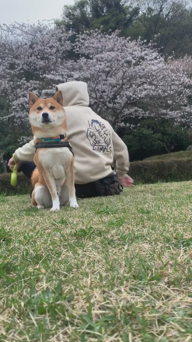 花見に来て桜に背を向けてじっとしている柴ワンコ