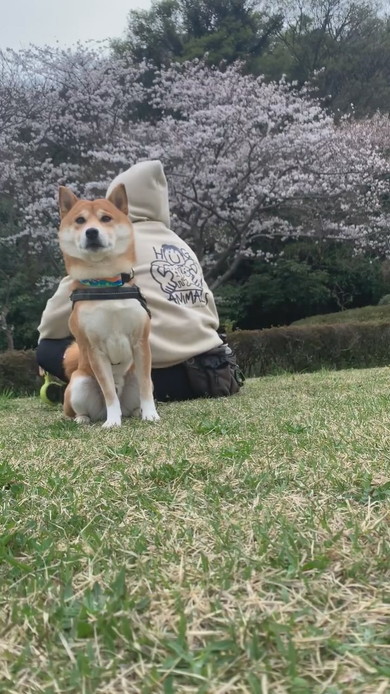 花見に来て桜に背を向けてじっとしている柴ワンコ