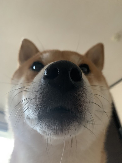 柴ワンコのアップ