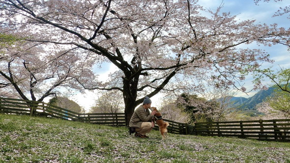 桜の木の下で飼い主さんを見つめる柴ワンコ