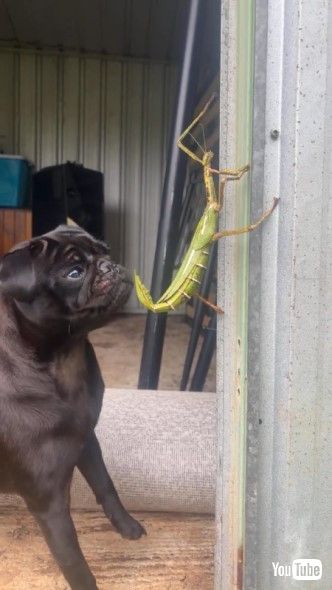 巨大なナナフシと犬