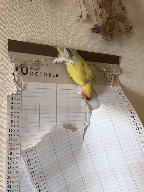 コザクラインコ