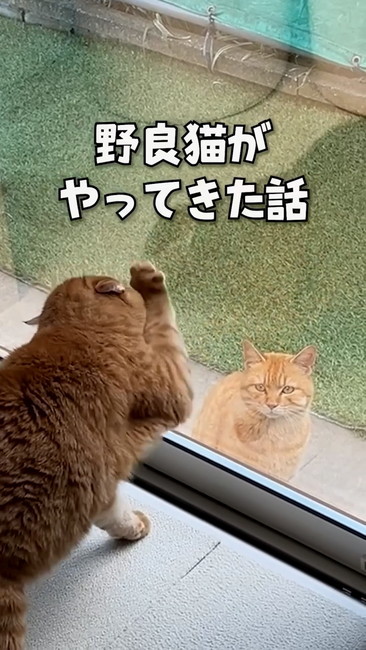 野良猫