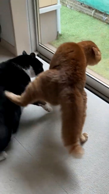 キックのアップ