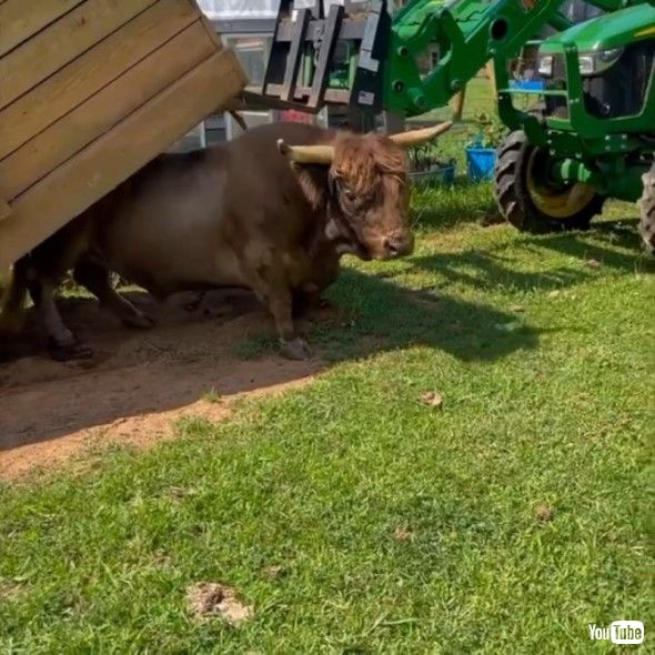ヤギ小屋に入ってしまった牛の救出