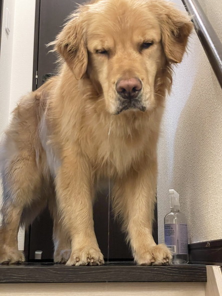 ヨダレたらすワンコ