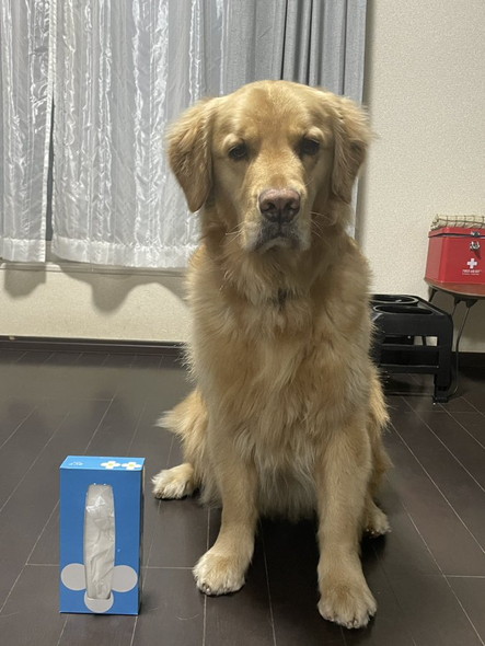 ワンコお座り