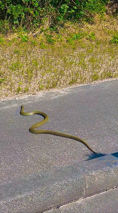 草むらに向かうヘビ