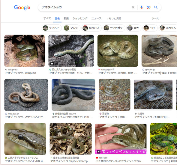 Google検索アオダイショウ