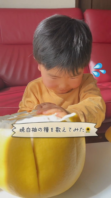 ばんぺいゆの種を数える3歳の男の子