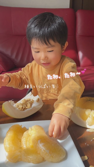 ばんぺいゆの種を数える3歳の男の子