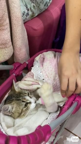 ベビーカーで哺乳瓶を吸う猫