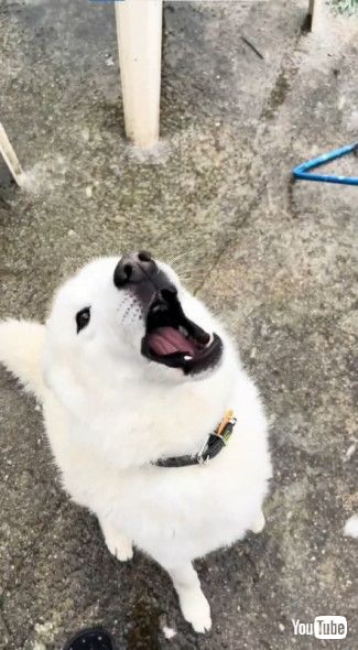 雪を口でキャッチする犬
