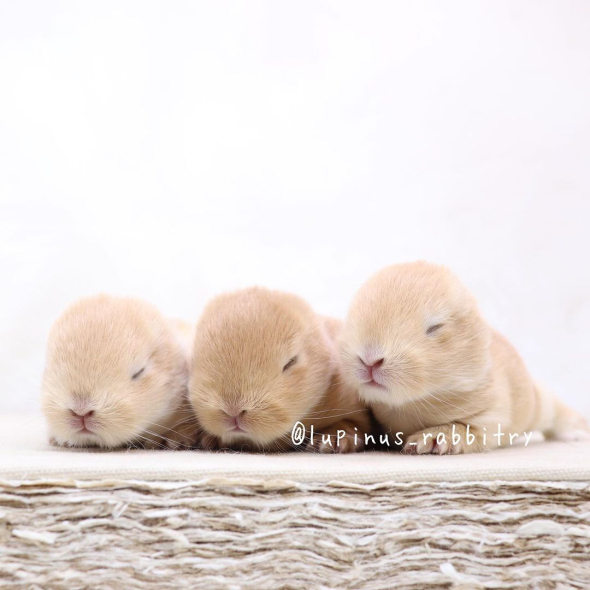うさぎの赤ちゃん