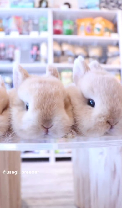 リラックスしているうさぎ