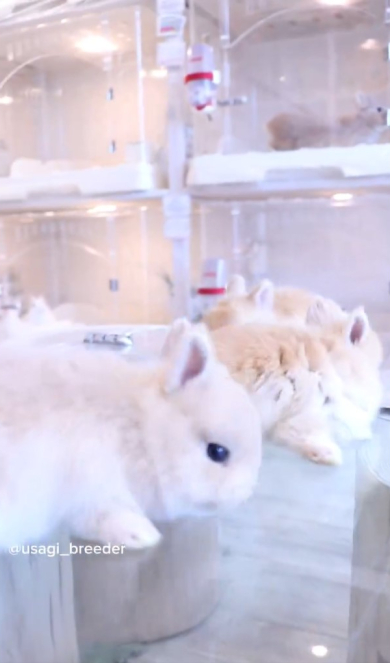 動きまわるうさぎ