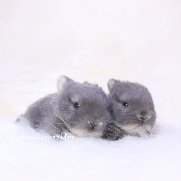 うさぎの赤ちゃん