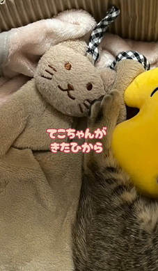 猫ちゃんとタオル