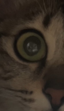 猫ちゃんとタオル