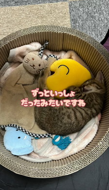 猫ちゃんとタオル
