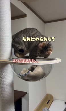 猫ちゃんとタオル