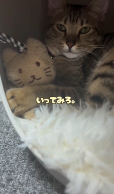 猫ちゃんとタオル