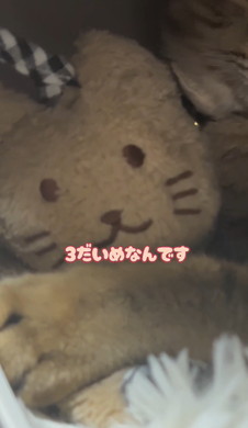 猫ちゃんとタオル