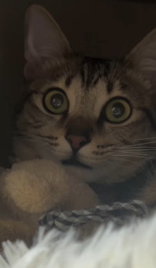 猫ちゃんとタオル