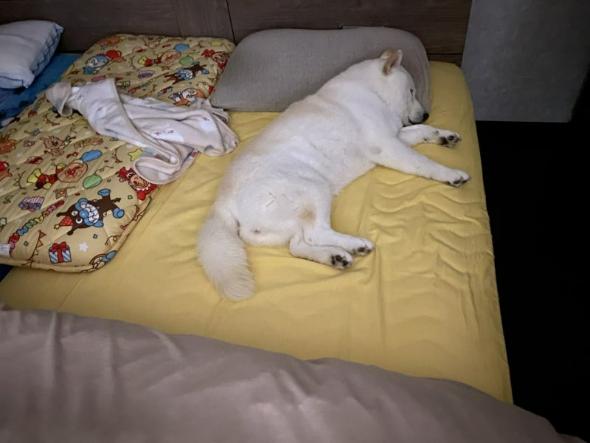 ベッドを占領するワンコ