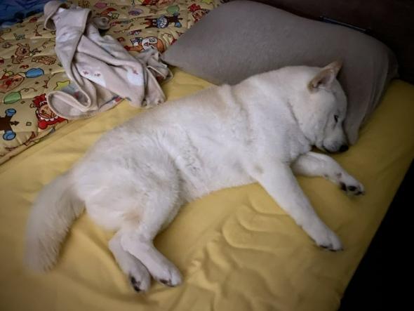 ベッドを占領するワンコ