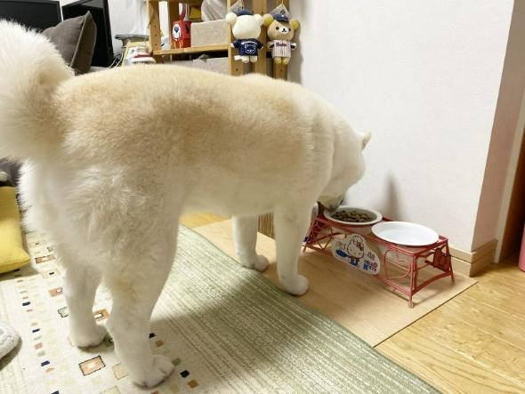 朝ごはんが待ち遠しいワンコ