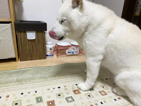 朝ごはんが待ち遠しいワンコ