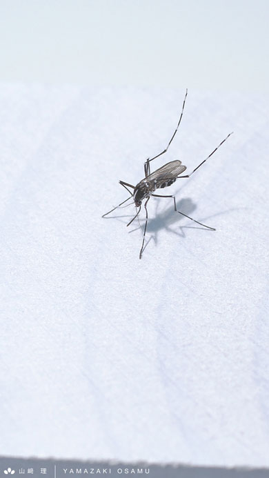蚊の標本