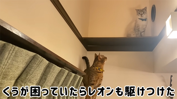 レオンくんも駆けつけた