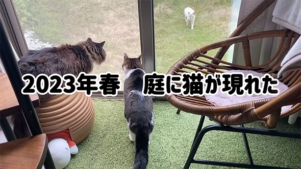 庭に猫が現れた