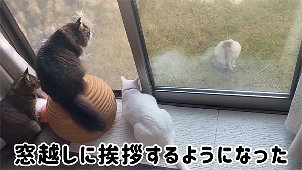 窓越しにあいさつ