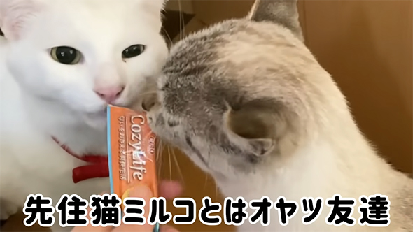 ミルコくんとはおやつ友達